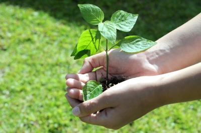 Seedling by Gualberto107 ID-100172390